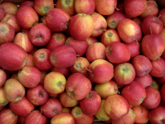pomme 19 liste